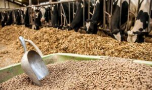 Quản lý sự biến động dinh dưỡng của nguyên liệu trong công thức thức ăn
