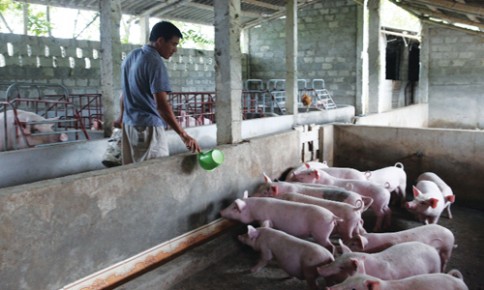 Hàng ngàn nông dân đổi đời nhờ mô hình chăn nuôi heo tiêu chuẩn quốc tế   Thị trường NLD
