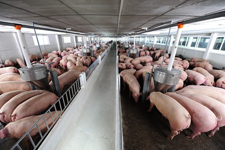 Khoáng vi lượng trong chăn nuôi Lợn