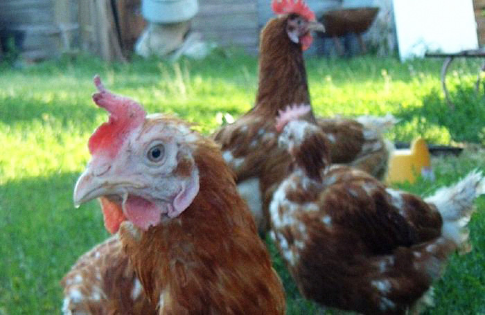 Vietnam, South Korea suffer avian flu consequences