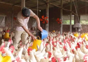 Khám phá bí quyết giảm chi phí thức ăn và tăng lợi nhuận ngành chăn nuôi ở khu vực nhiệt đới