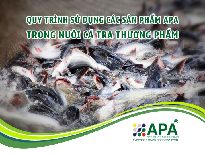 Quy trình sử dụng sản phẩm APA trong Nuôi Cá Tra Thương Phẩm (Phần 3)