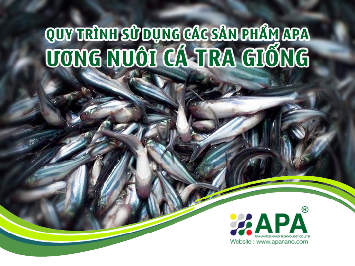 Quy trình sử dụng sản phẩm APA trong ương nuôi Cá Tra Giống chất lượng cao