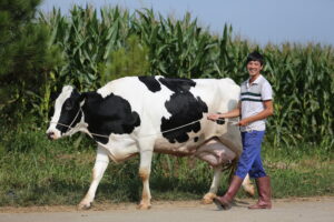 Ảnh hưởng của cấy phôi đến một số tính trạng trong chăn nuôi bò sữa