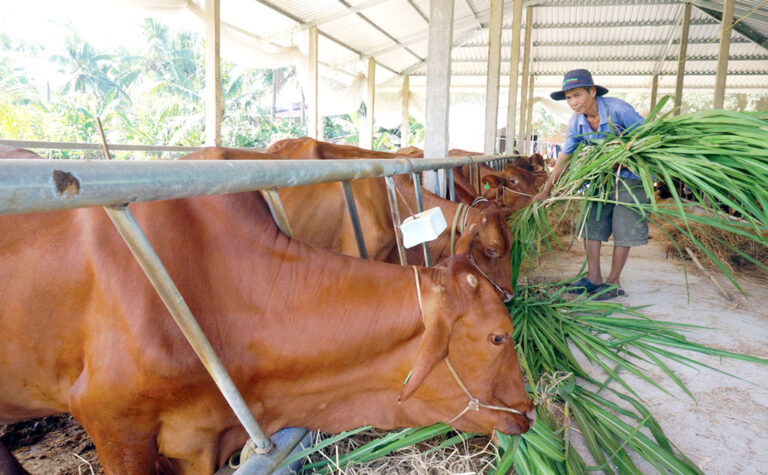 Cooperatives and hi-tech Cow-raising establishments can be supported one billion VND to invest in equipment renewal