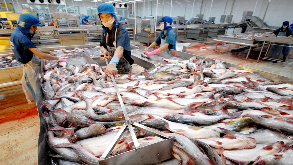 For the sake of sustainable Fish export