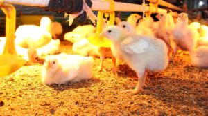 Sử dụng kháng sinh an toàn và hiệu quả trong phòng trị bệnh cho gà, vịt