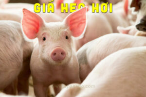 Cập nhật Giá Heo Hơi tháng 04/2022