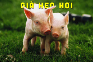 Cập nhật Giá Heo Hơi tháng 05/2022