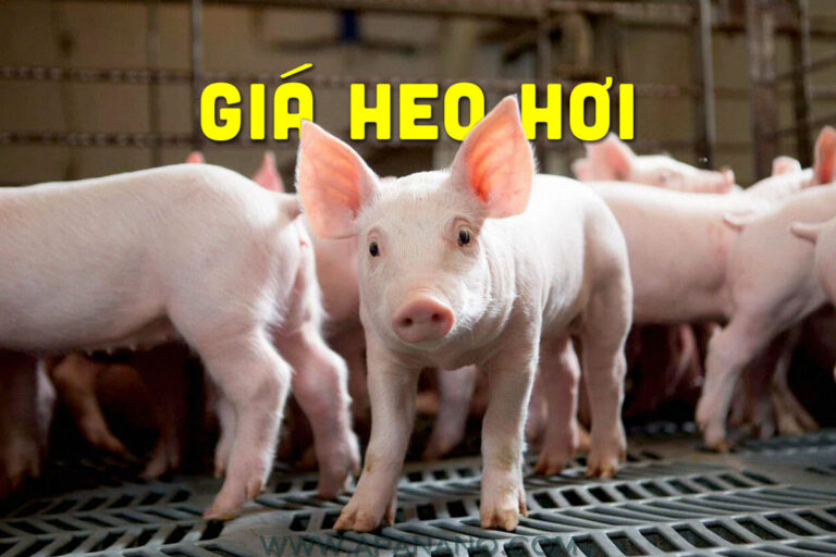 Daily price of Hog and Pork (June 2021)