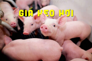 Cập nhật Giá Heo Hơi tháng 07/2021