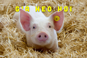 Cập nhật Giá Heo Hơi tháng 09/2021
