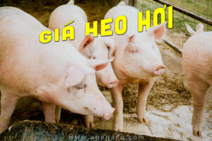 Cập nhật Giá Heo Hơi tháng 09/2022