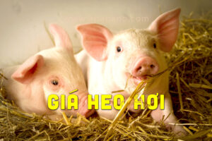 Cập nhật Giá Heo Hơi tháng 12/2021