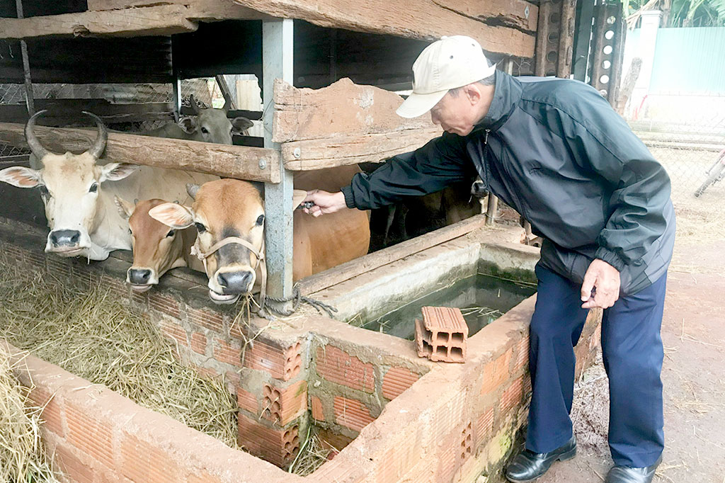 Gia Lai: Cảnh báo nguy cơ bệnh Viêm Da Nổi Cục trên đàn gia súc