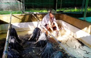 ĐBSCL: Giá Lươn Thịt khởi sắc trở lại