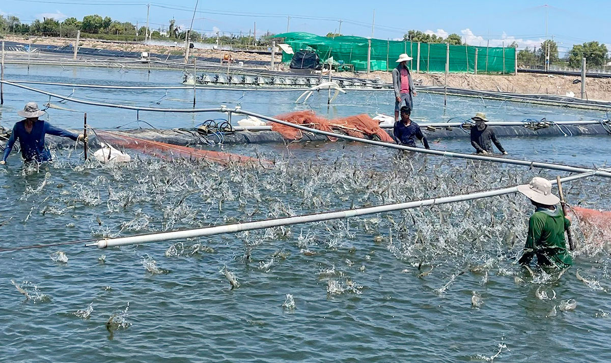 Giá Tôm Thẻ miền Tây tăng trở lại sau 7 tuần giãn cách