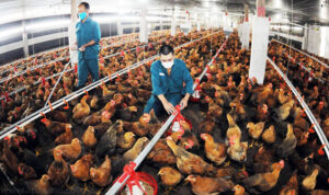 Hà Nội triển khai 9 nhóm giải pháp về phòng, chống dịch bệnh gia súc, gia cầm năm 2021