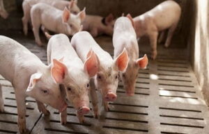 Vai trò của Actinobaclillus pleuropneumoniae và Pasteurella multocida trong bệnh lý hô hấp trên Heo