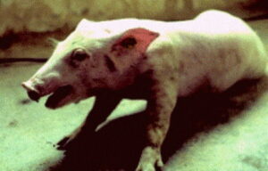 Tác hại của bệnh do Mycoplasma trên heo