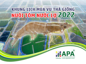 Khung lịch mùa vụ thả giống Nuôi Tôm Nước Lợ năm 2022
