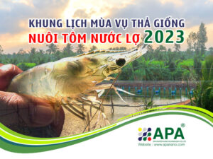 Khung lịch mùa vụ thả giống Nuôi Tôm Nước Lợ năm 2023
