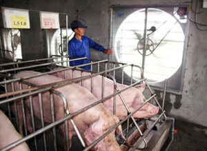 Phòng chống nắng nóng cho đàn vật nuôi