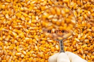 Nghiên cứu tìm cách kiểm soát aflatoxin trong ngô
