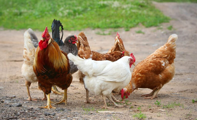 Kỹ thuật chăn nuôi gà hữu cơ