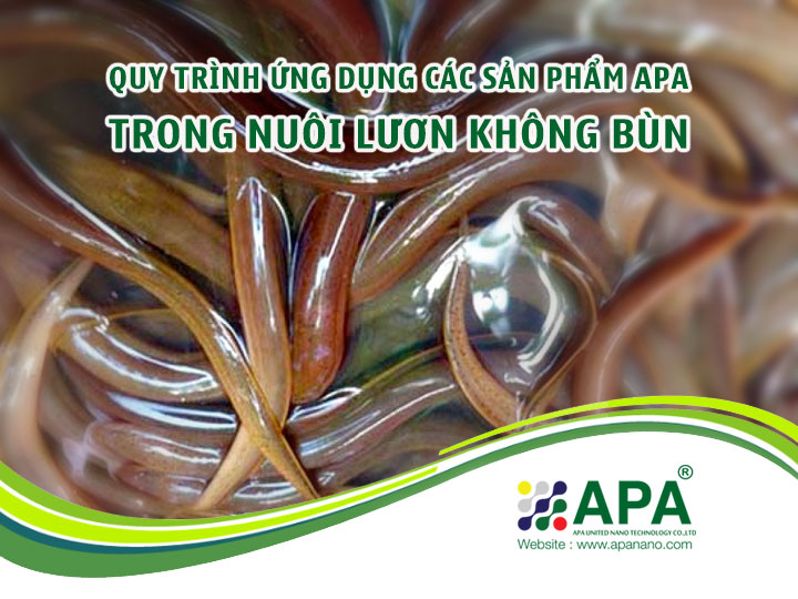 Quy trình ứng dụng sản phẩm APA trong nuôi Lươn không bùn
