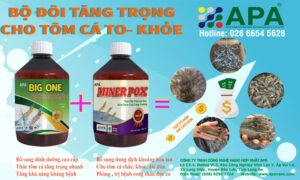 Bộ sản phẩm Tăng Trọng cho Tôm Cá to khỏe