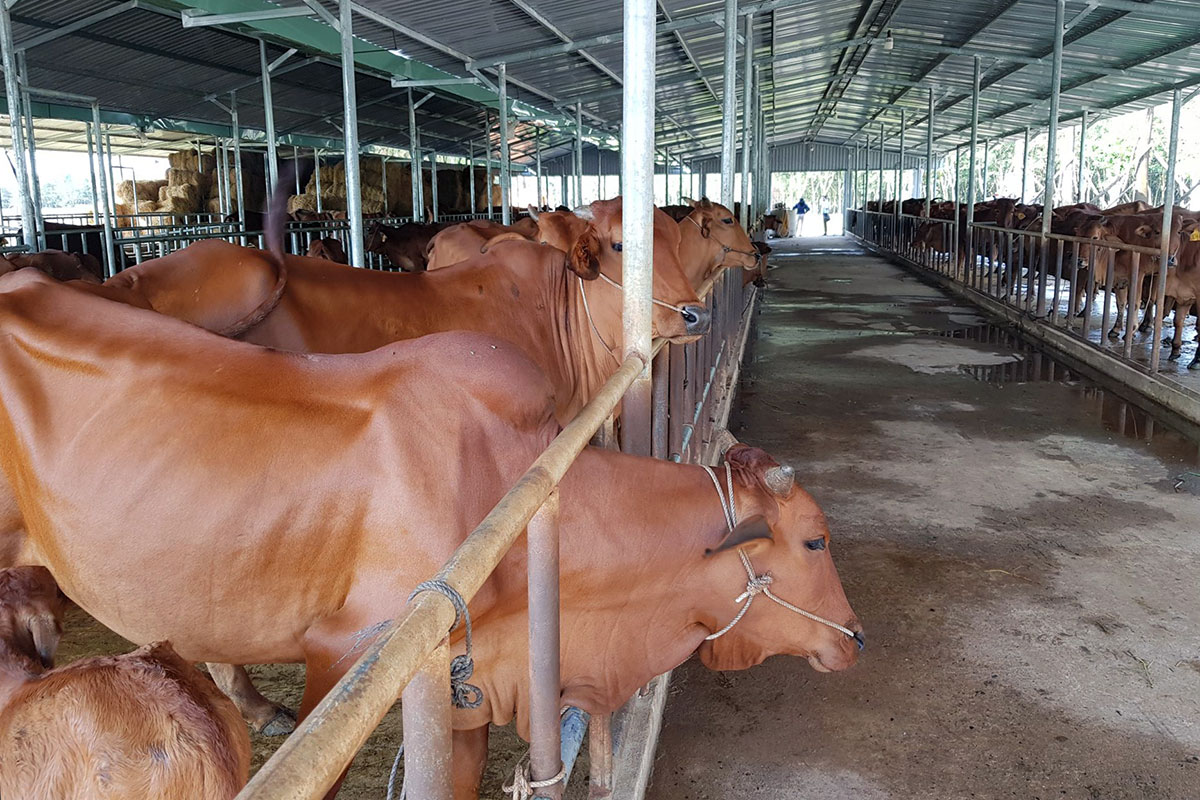 Tây Ninh tiến tới hình thành “công nghiệp chăn nuôi”