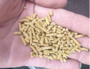 Giảm chi phí thức ăn chăn nuôi: Vai trò to lớn của enzyme trong dinh dưỡng vật nuôi