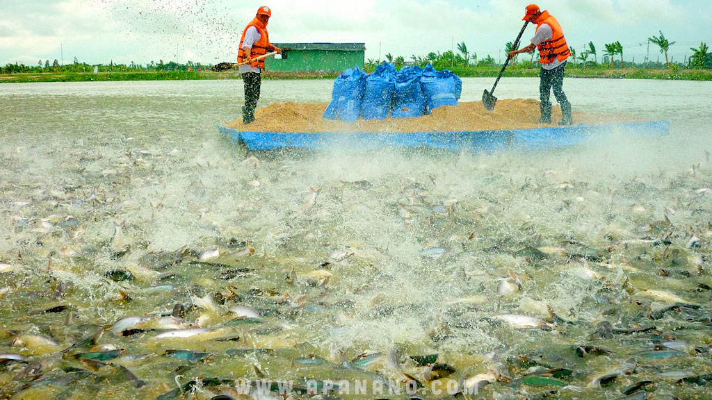 Tìm kiếm giải pháp tổng thể xử lý ô nhiễm môi trường ao nuôi Cá Tra ở ĐBSCL