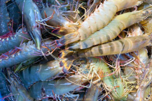 Trà Vinh: Giá Tôm nguyên liệu cuối vụ bật tăng